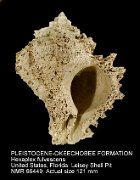 PLEISTOCENE-OKEECHOBEE FORMATION Hexaplex fulvescens